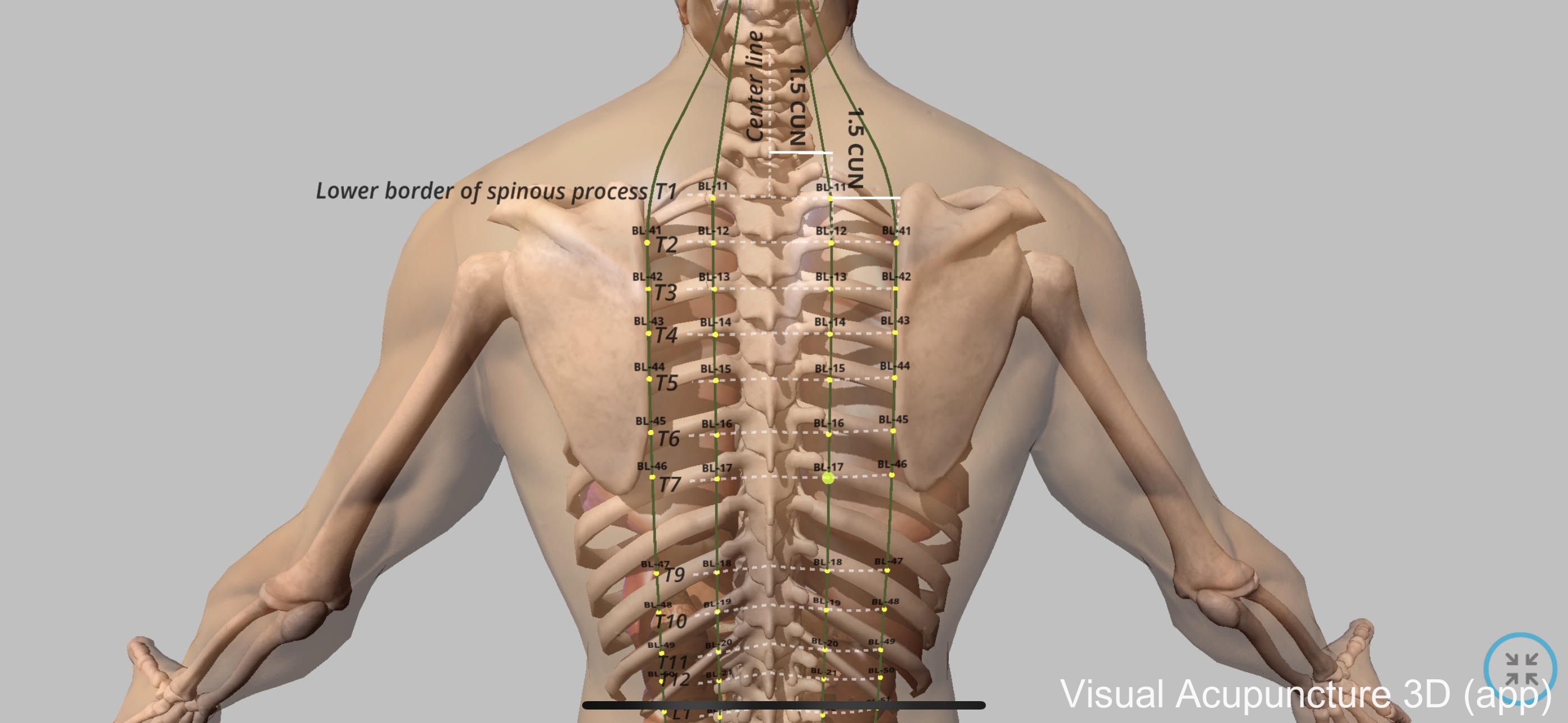 bladder meridian visual acupuncture app