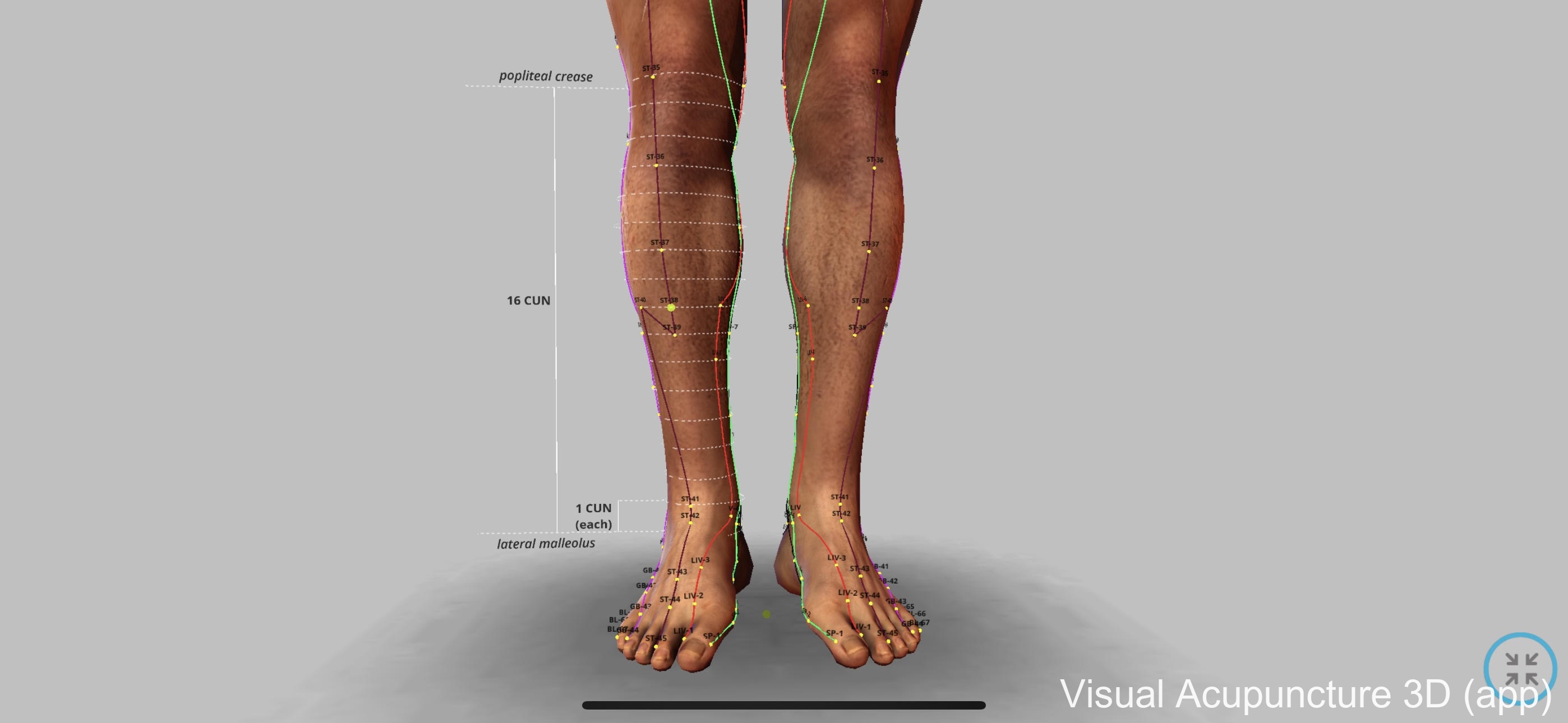 cun measurement visual acupuncture app